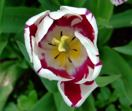 Crème de Tulipe
