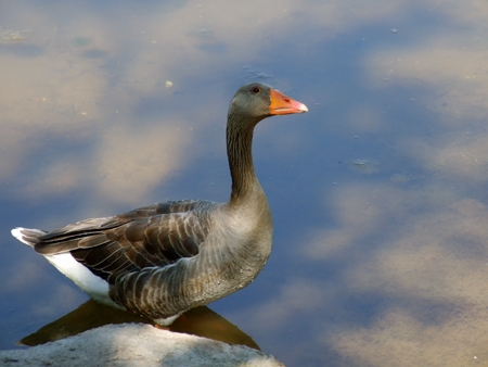 Le Teich Parc Ornithologique