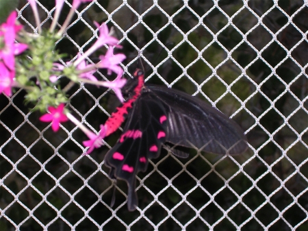 Les Papillons du Jardin du Monde