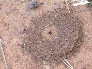 La colonie de fourmis à Kintampo