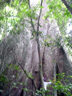 Un arbre gigantesque